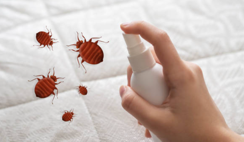 What Happens to Your Body During a Bed Bug Bite
